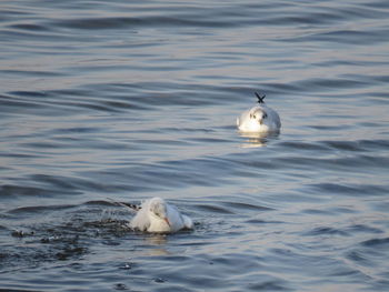 Swan swimming in lake