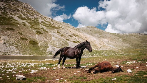 Horse standing on landscape against sky