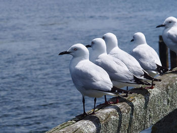 Close-up of white birds perching on sea