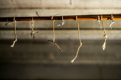 Close-up of plant against blurred background