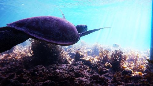 Close-up of jellyfish swimming in sea