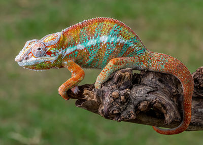 Close-up of lizard