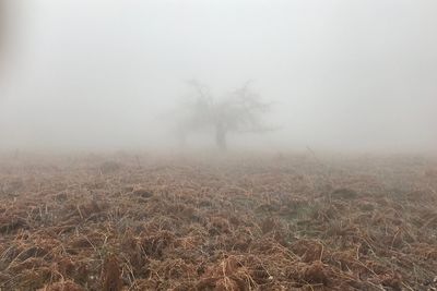 Aerial view of tree against sky