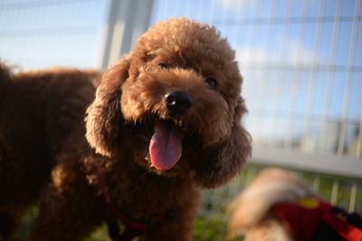 Portrait of dog sticking out tongue against sky