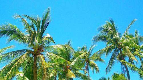 Low angle view of palm trees against clear blue sky