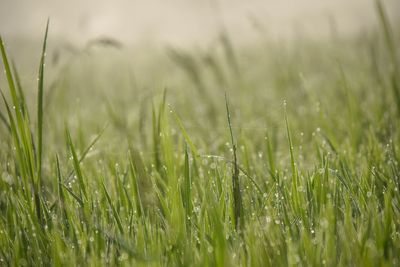 Close-up of grass growing in field