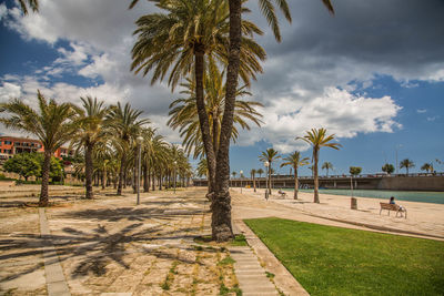 Palm trees on field against sky