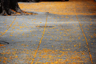High angle view of fallen yellow flowers on footpath