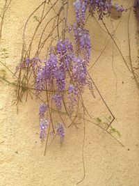 Close-up of purple flowering plant