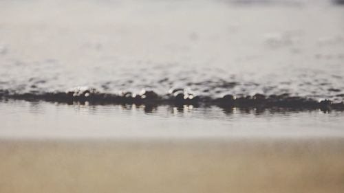 Close-up of birds swimming in water against sky