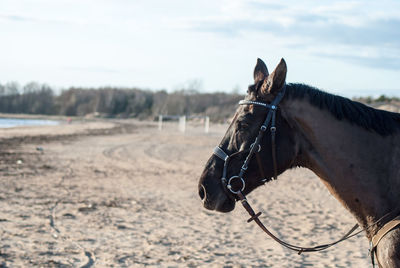 Close-up of horse on field against sky