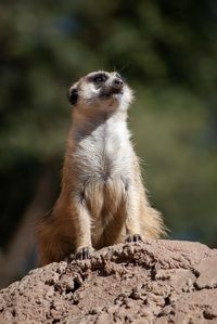 Close-up of an animal looking away