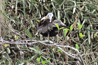 Bird perching on a tree