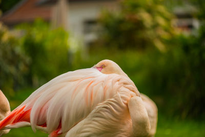 Close-up of a bird