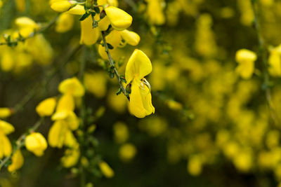 Close-up of yellow flowering plant