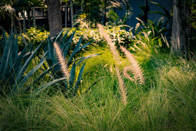 Palm trees on grassy field