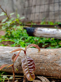 Close-up of lizard on wood