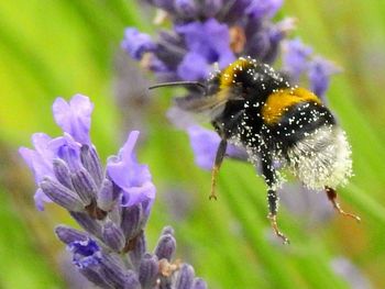 Close-up of bee on purple flower