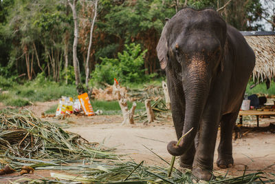 Elephant in a forest