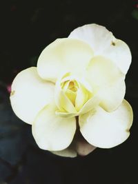 Close-up of flower blooming outdoors