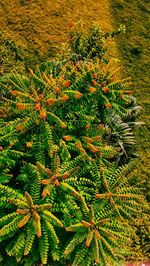 High angle view of fresh green plant