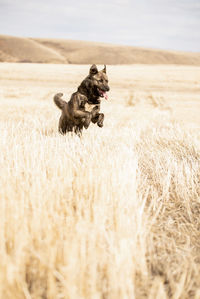 Dog running on land