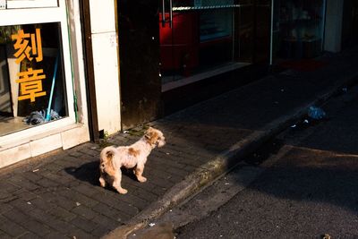 Dog on road