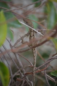 Close-up of butterfly on tree branch