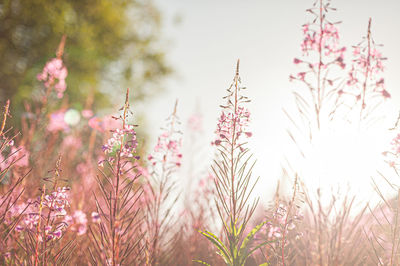 Close-up of pink flowering plants on field against sky