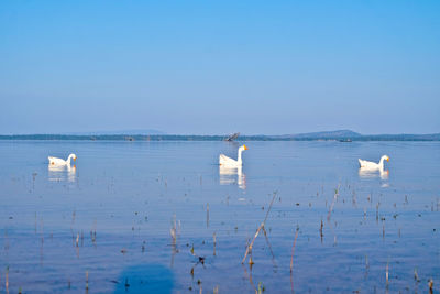 Swans swimming in sea against blue sky