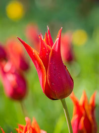 Close-up of tulip flower