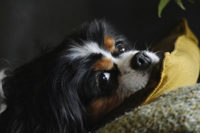 Close-up portrait of a dog