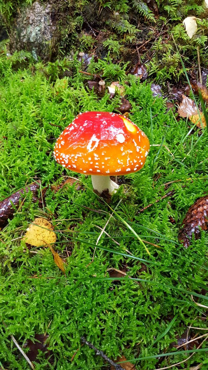 CLOSE-UP OF FLY AGARIC MUSHROOM GROWING IN FIELD