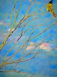 Low angle view of tree branch against blue sky