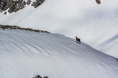 Deer on snow covered mountain against sky