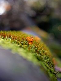 Close-up of insect on plant