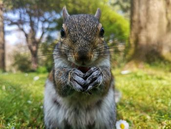 Close-up portrait of squirrel