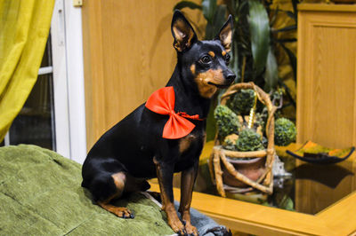 Dog sitting by statue