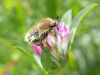 Close-up of insect on flower