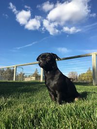 Dog looking away on field