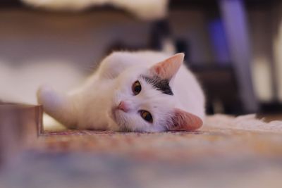 Close-up portrait of white cat nala