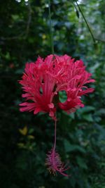 Close-up of pink flower