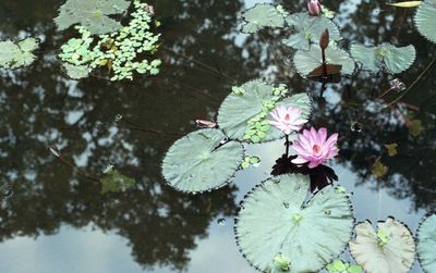 Close-up of pink flowers in pond