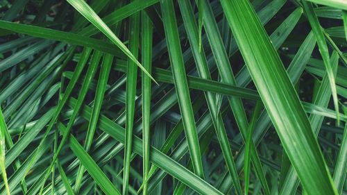 Full frame shot of plants growing on backyard, leaves of wild plants