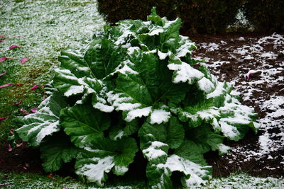 Close-up of plants