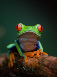 Costa rican frog