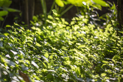 Close-up of fresh green leaves