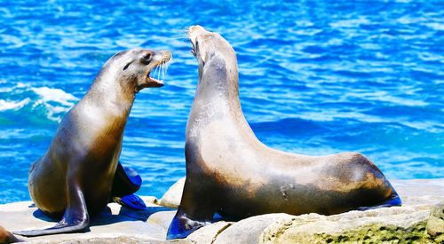 Close-up of sea lion on rock