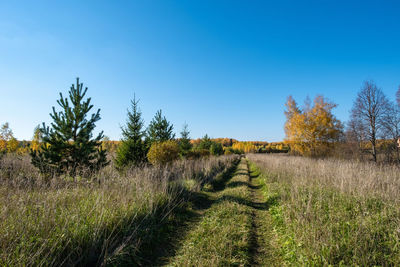 Plants growing on field against clear sky