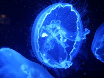 Close-up of jellyfish swimming in aquarium